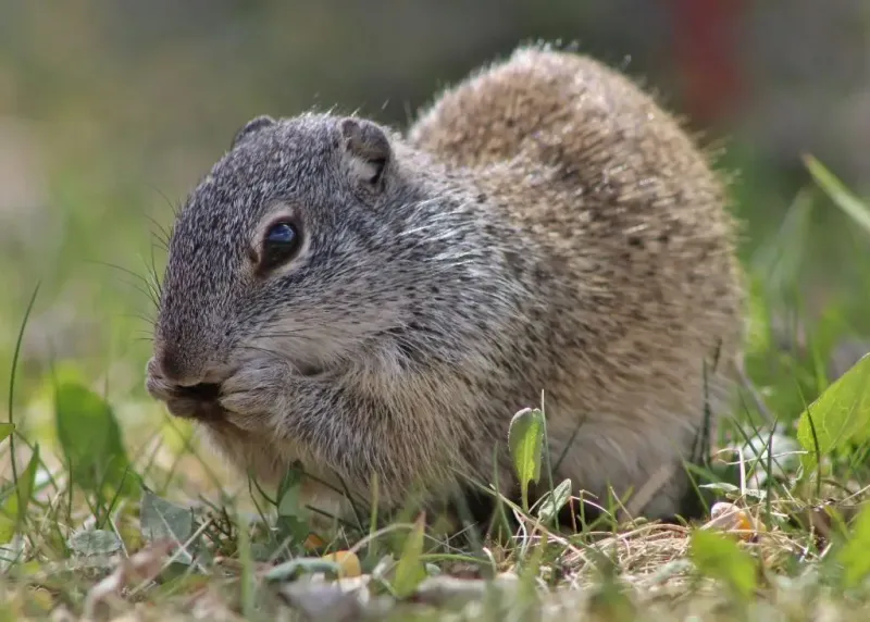 Franklin's Ground Squirrel