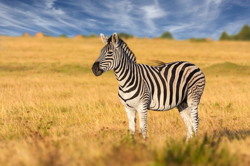 Zebra Stripes As Natural Bug Repellent