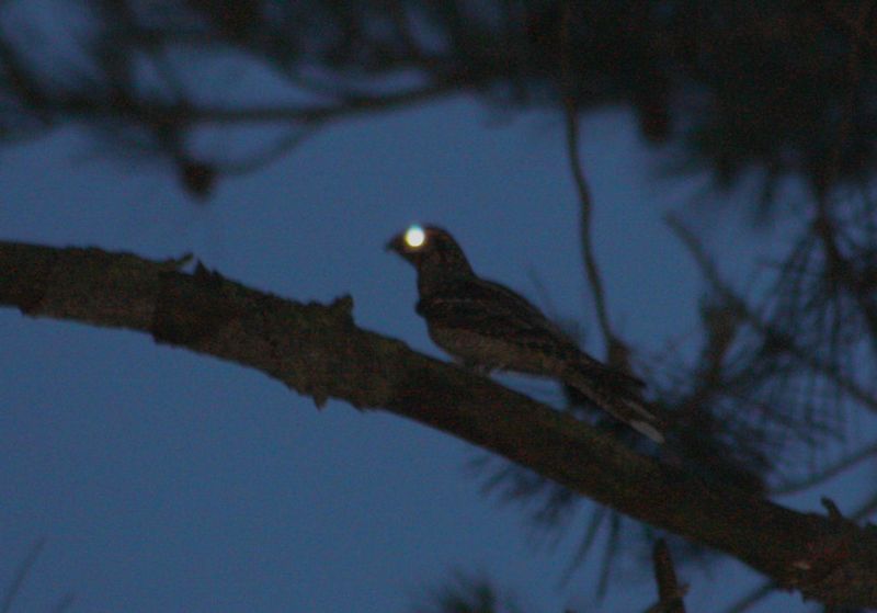 Nightjars' Moonlight Feeding Frenzy