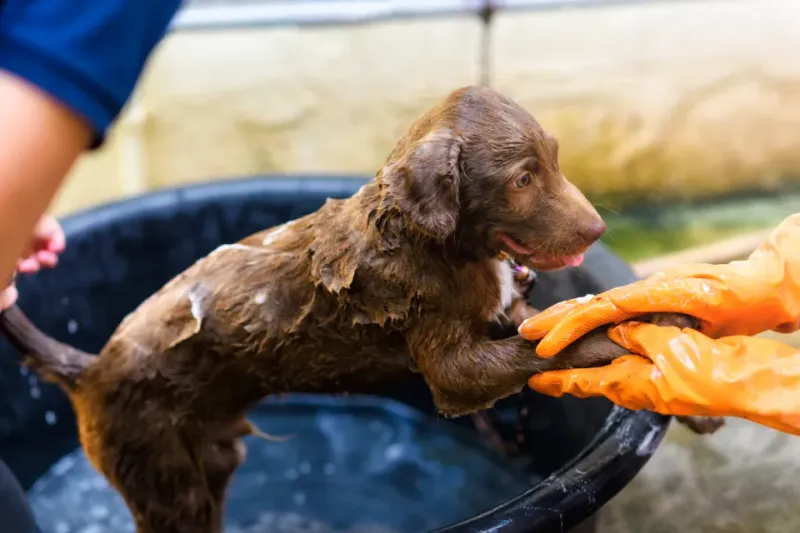 Collect Rainwater For Dog Baths