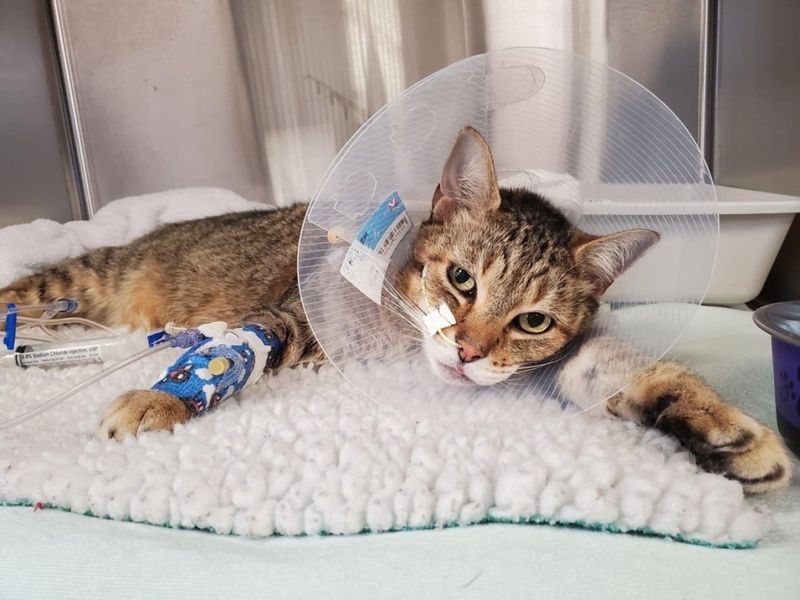 Unexpected Vet Bills
