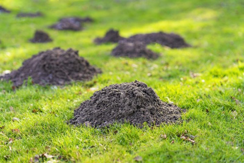 Keep Your Lawn Well-Maintained