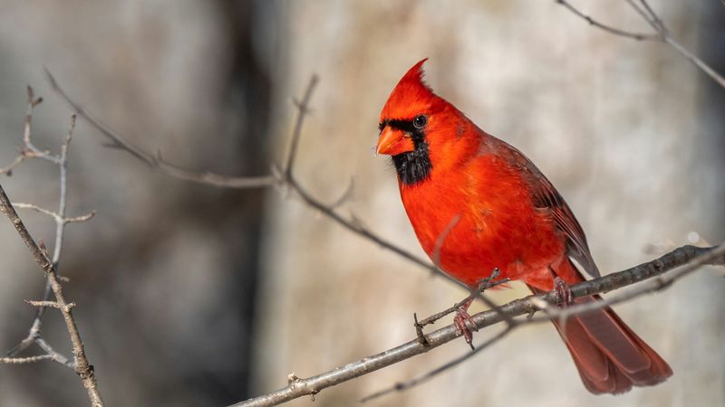 Minimize Yard Disturbances