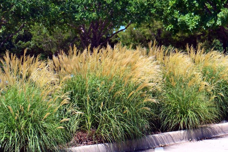 Grow Tall Grasses