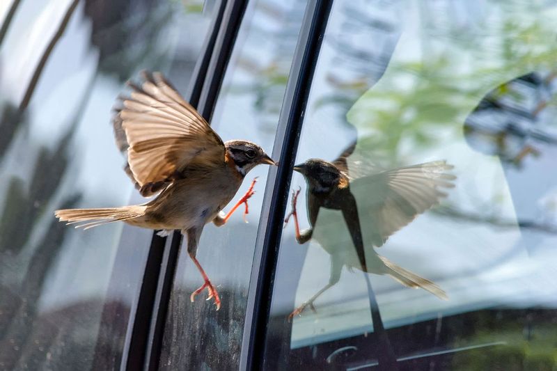 Reduce Window Collisions