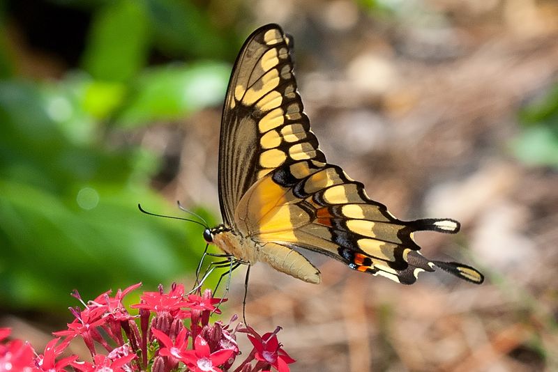 Nectar Buffet: Adult Butterfly Dining