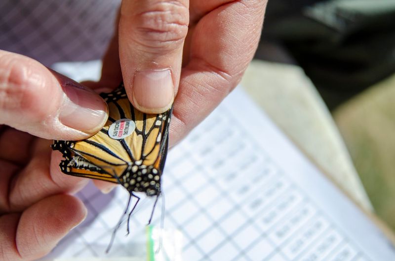 Participating In Citizen Science