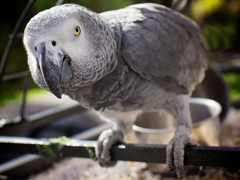 Can Animals Truly Think? The Case For Universal Consciousness