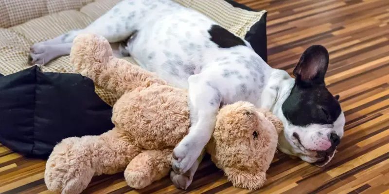 Stuffed Toys With Button Eyes