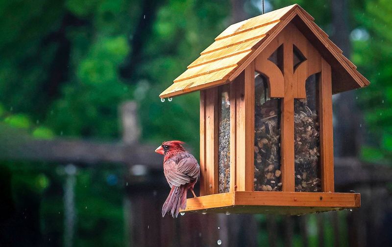 Hopper Feeders: Weather-Protected Seed Dispensers