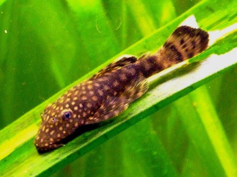 Plecostomus: The Armored Survivors