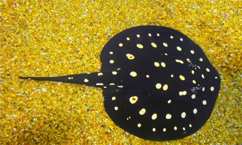 Freshwater Polka Dot Stingray – Up To $100,000