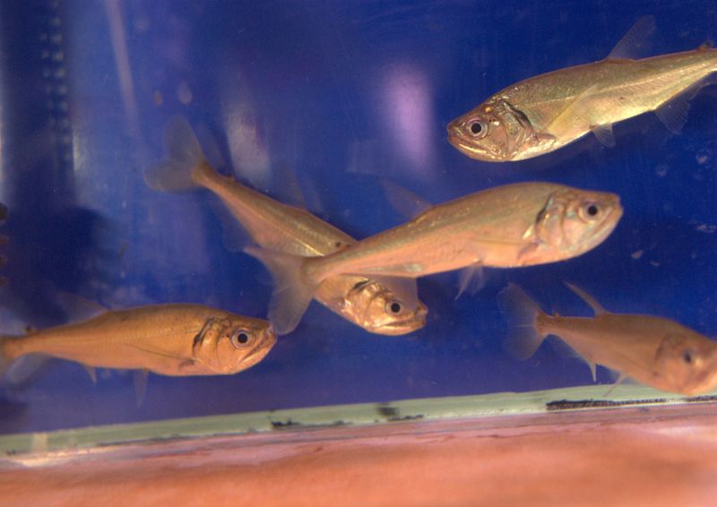 Vampire Tetra