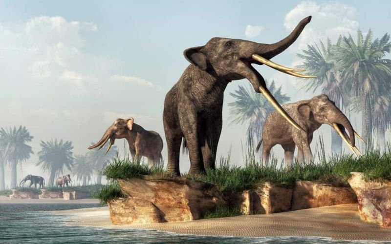 Gomphotherium – The Four-Tusked Wonder