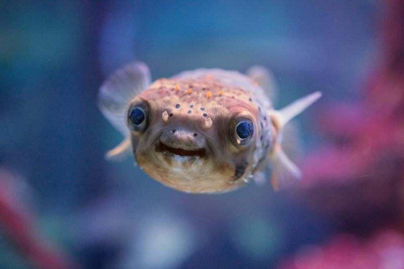 Puffer Fish