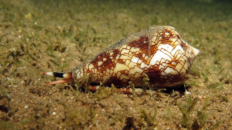 Cone Snail