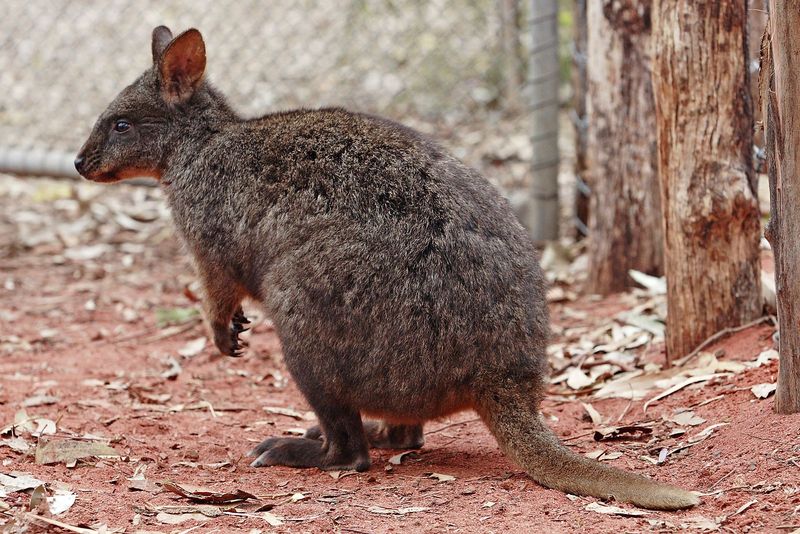 Quokka (Australia)