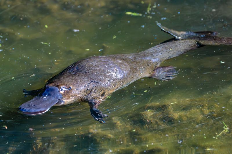 The Platypus's Role In Ecosystems