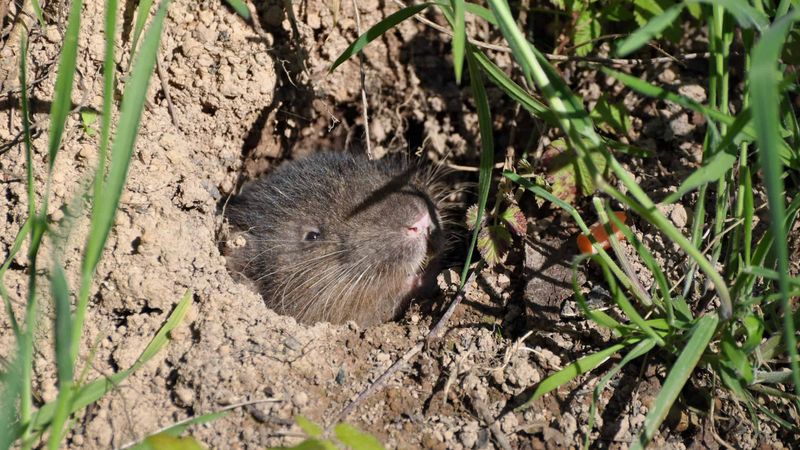Mountain Beaver: Not A Beaver At All