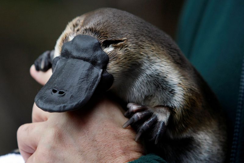 Why The Platypus Is So Special