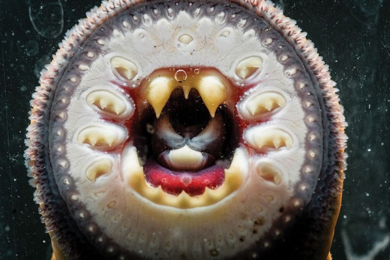 Lamprey – Jawless Wonders Of Ancient Seas