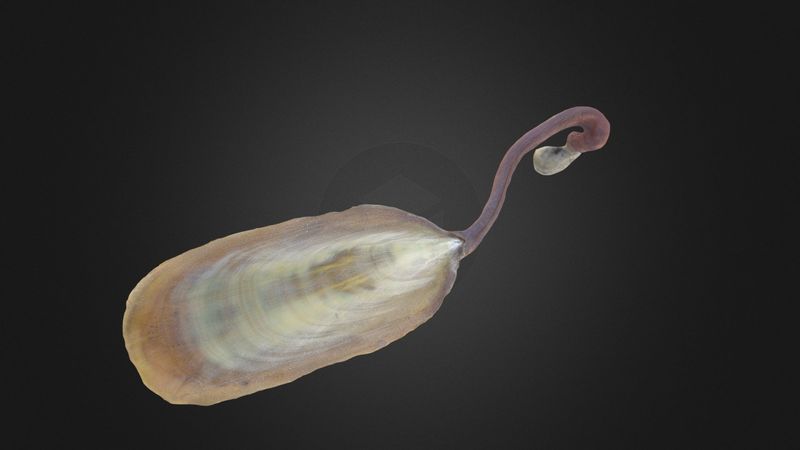 Horseshoe Worms
