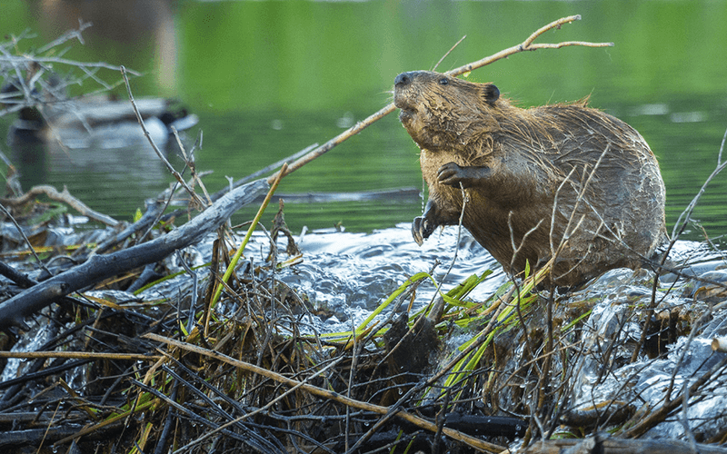 Beavers: Nature's Engineers With Built-In Toolkits