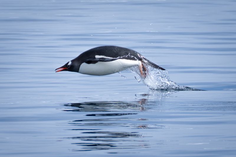 Penguins