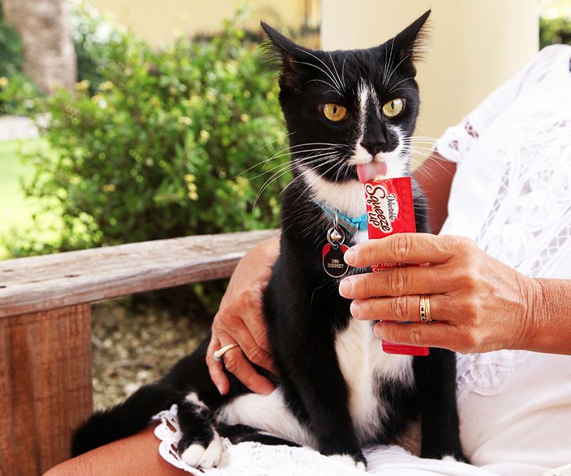 Reward With Treats After Positive Interaction