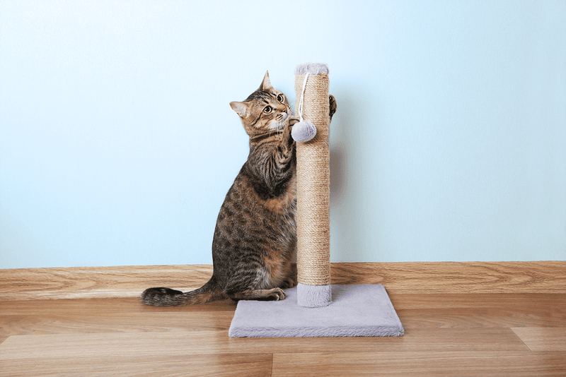 Scratching Solutions Save Your Furniture