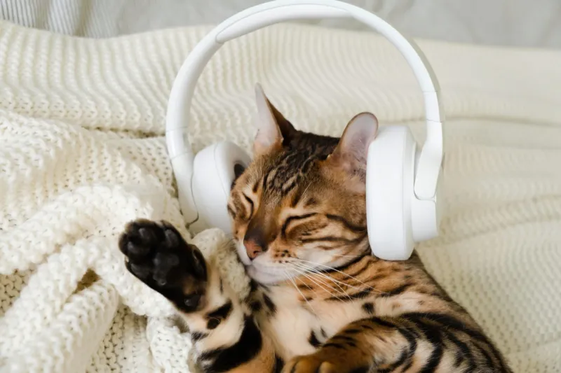 Try Calming Music Or White Noise