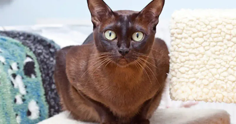 Confident Chocolate Browns