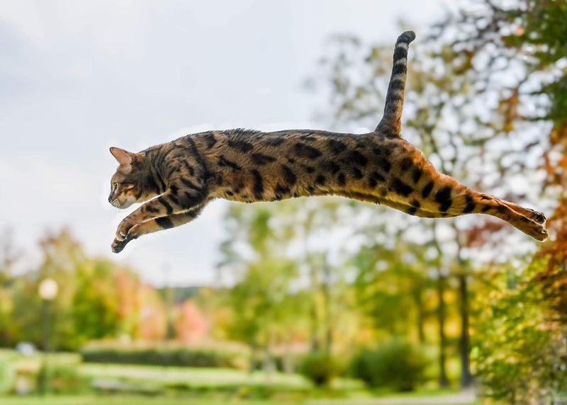 Bouncing Bengals