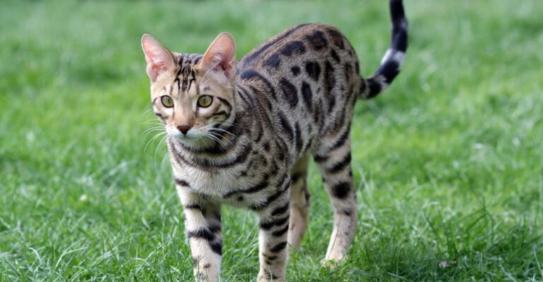 Playful Cat Breeds That Might Exhaust Older Adults