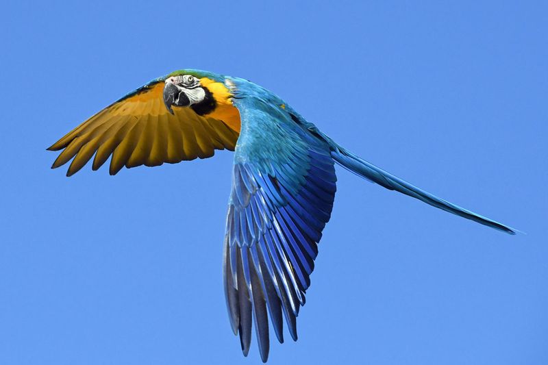 Majestic Macaws