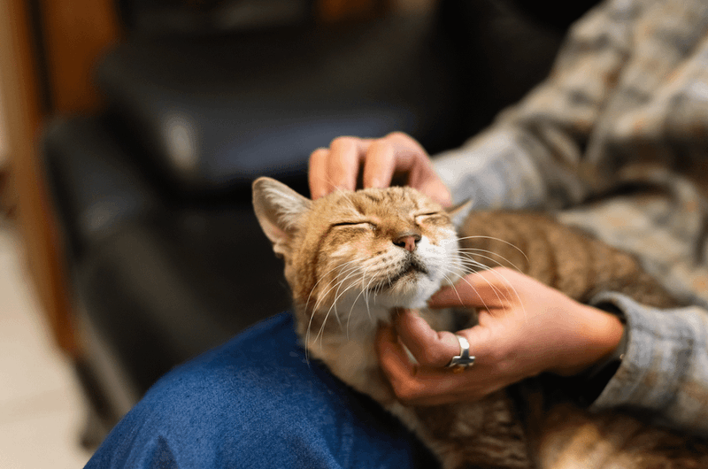 Lap Cat Status Speeds Adoption