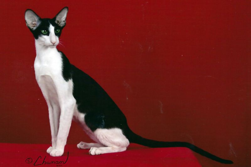 Graceful Oriental Bicolor
