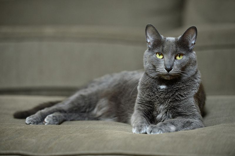 Analytical Minds: Korat For Thoughtful Observers