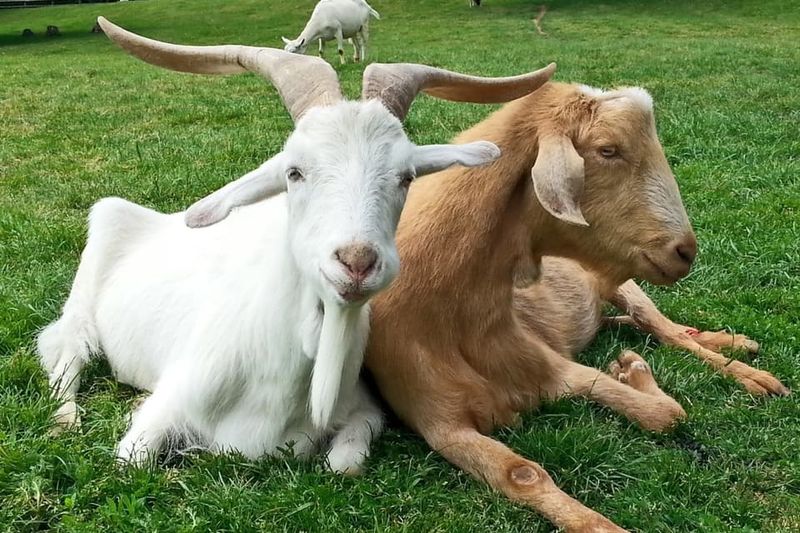 Goats Prefer Happy Humans