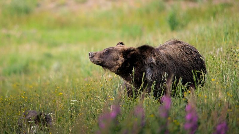Formidable Grizzly Bears