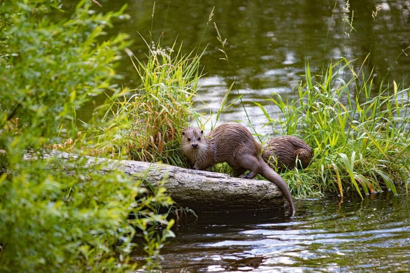 Conservation Success Story