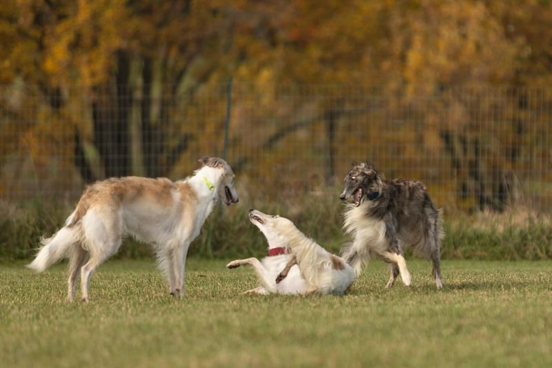 Playing With Other Dogs