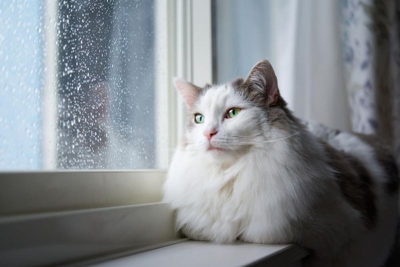 Seeking Comfort During Storms