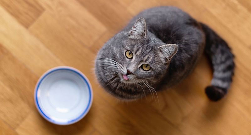 Food Begging Behaviors