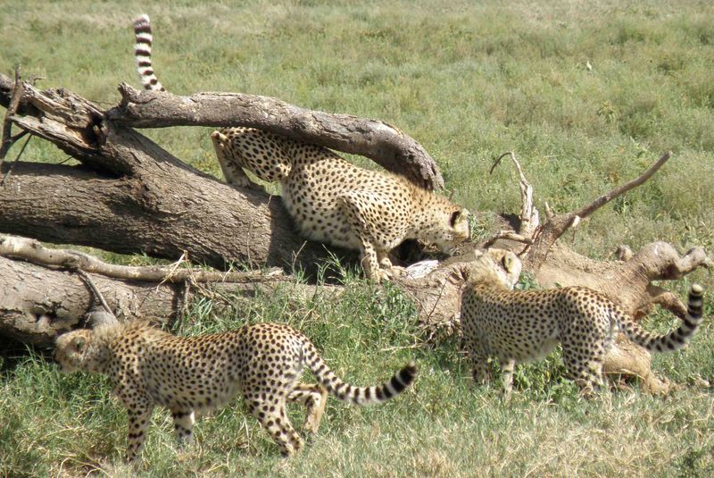 Mom's Mealtime Demonstrations