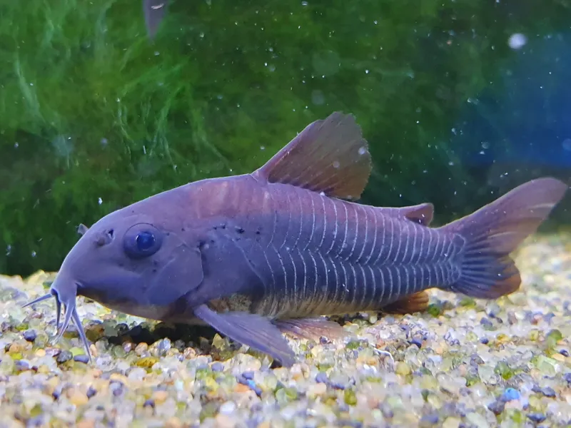 Corydoras Catfish: The Cheerful Bottom Dwellers