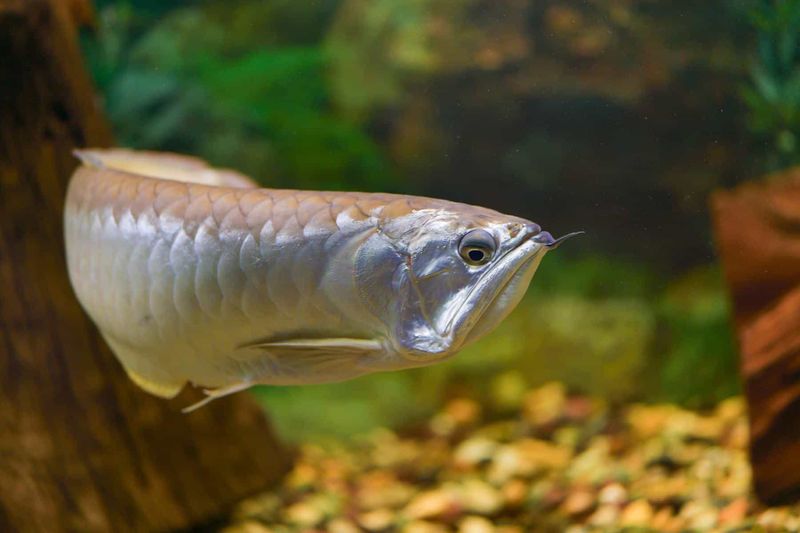 Silver Arowana: The Living Fossil