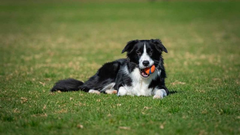 Sensitive Souls: Border Collies