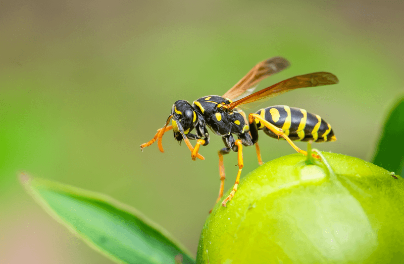 Unexpected Allies: Wasps
