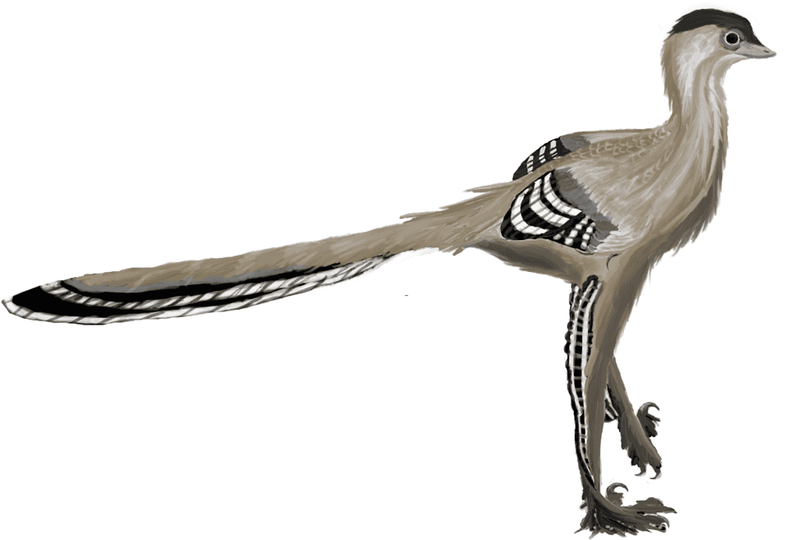 Chicken-Sized Speedster: Parvicursor